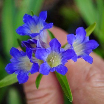 Горечавка даурская семена, Gentiana dahurica seeds