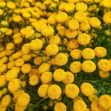 Пижма обыкновенная семена, Tanacetum vulgare seeds