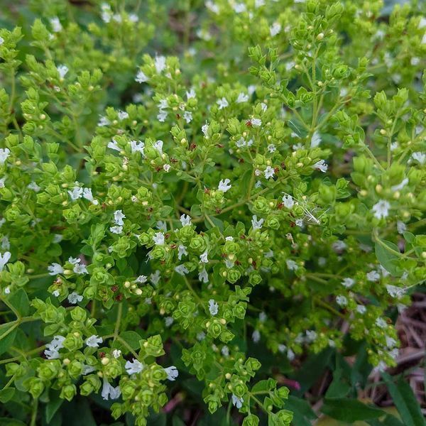 Материнка грецька насіння, Origanum heracleoticum seeds
