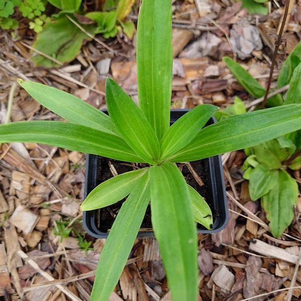 Тирлич даурський насіння, Gentiana dahurica seeds