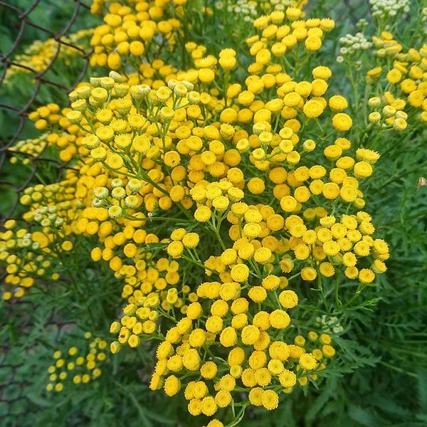Пижма обыкновенная семена, Tanacetum vulgare seeds