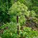 Дудник лекарственный семена, Angelica archangelica seeds 1