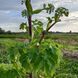 Дудник лекарственный семена, Angelica archangelica seeds 2