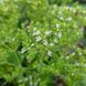 Материнка грецька насіння, Origanum heracleoticum seeds 1