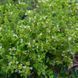 Материнка грецька насіння, Origanum heracleoticum seeds 2