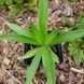 Тирлич даурський насіння, Gentiana dahurica seeds 3