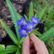 Тирлич даурський насіння, Gentiana dahurica seeds 4