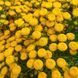 Пижма обыкновенная семена, Tanacetum vulgare seeds 1
