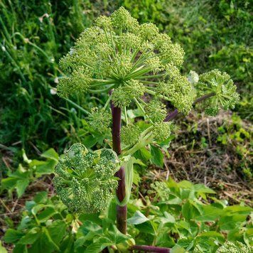 Дудник лекарственный растение, Angelica archangelica
