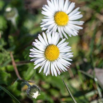 Маргаритка многолетняя семена, Bellis perennis seeds