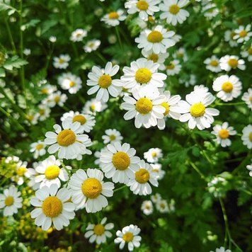 Пижма девичья семена, Tanacetum parthenium seeds