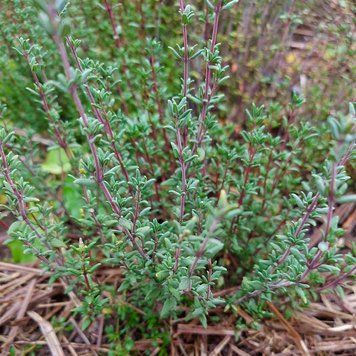 Тимьян обыкновенный 'German Winter' семена, Thymus vulgaris 'German Winter' seeds