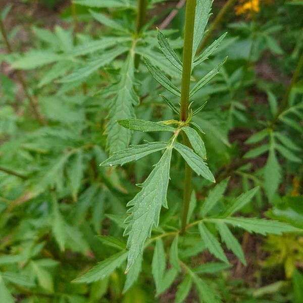 Патрінія скабіозолиста рослина, Patrinia scabiosifolia