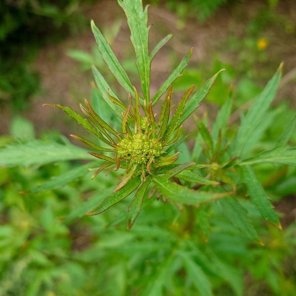 Патрінія скабіозолиста рослина, Patrinia scabiosifolia