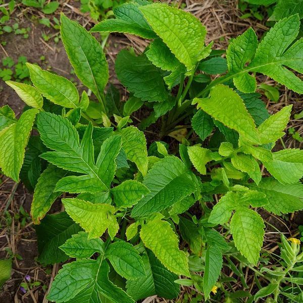 Патрінія скабіозолиста рослина, Patrinia scabiosifolia