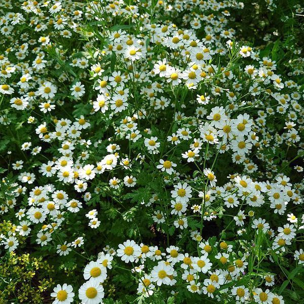 Пижмо дівоче насіння, Tanacetum parthenium seeds