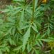 Патрінія скабіозолиста рослина, Patrinia scabiosifolia 3