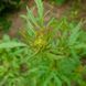 Патрінія скабіозолиста рослина, Patrinia scabiosifolia 4