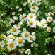 Пижмо дівоче насіння, Tanacetum parthenium seeds 1