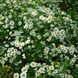 Пижмо дівоче насіння, Tanacetum parthenium seeds 2